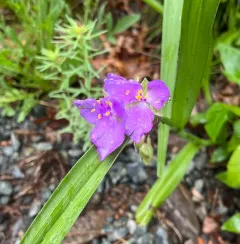 Virginia spiderwort thumbnail 4