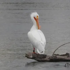 American White Pelican thumbnail 3