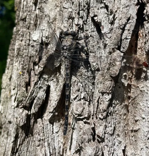 Gray Petaltail