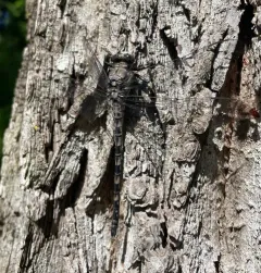 Gray Petaltail thumbnail 1