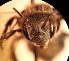 Osmia pumila thumbnail 3