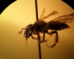 Carolina Miner Bee thumbnail 1