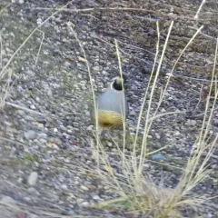 California Quail thumbnail 4