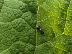 Palaearctic Antmimic Jumping Spider thumbnail 2