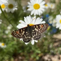 Variable Checkerspot thumbnail 2
