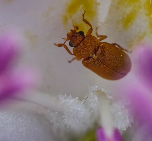 Raspberry Fruitworm Beetle