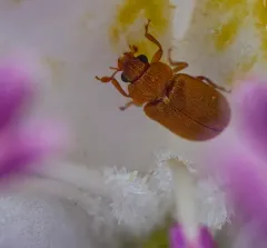 Raspberry Fruitworm Beetle thumbnail 1