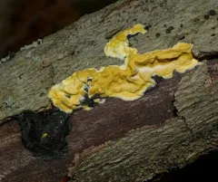 Trichoderma sulphureum thumbnail 4