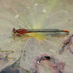 Lilypad Forktail thumbnail 4