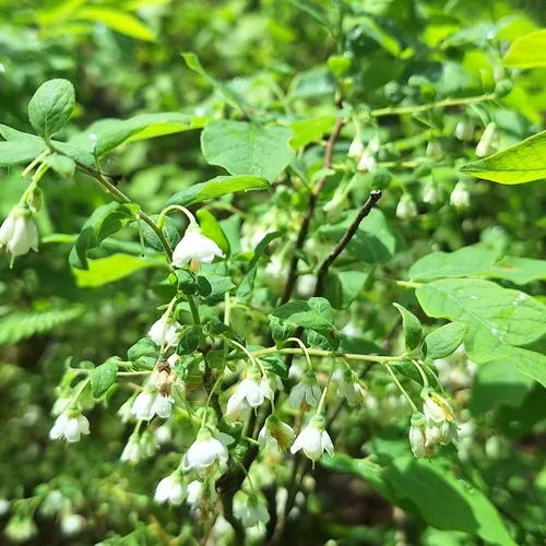 deerberry