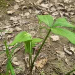 bog Jack-in-the-pulpit thumbnail 4