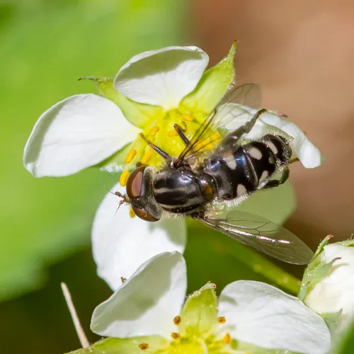 Black Bog Fly