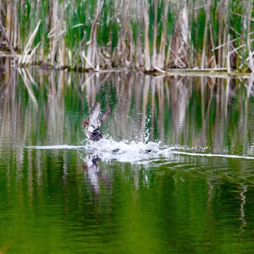 Hooded Merganser