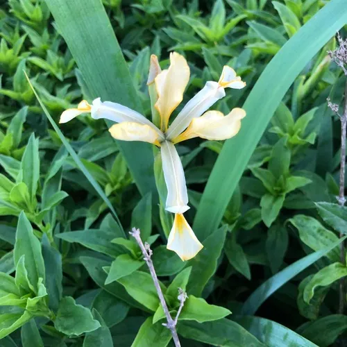 Iris halophila