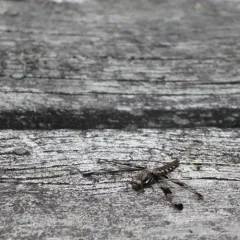 Common Whitetail thumbnail 3