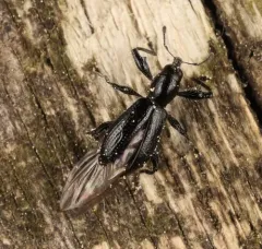 Myrmex myrmex thumbnail 3