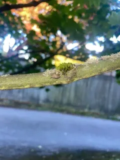 Issus coleoptratus thumbnail 1