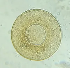 Galeripora discoides thumbnail 2