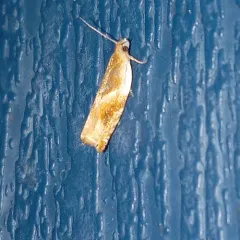 Oak Leaffolder Moth thumbnail 3