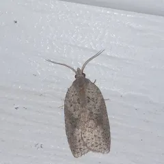 White-lined Leafroller Moth thumbnail 3