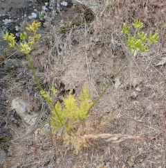 basalt desert parsley thumbnail 3