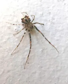 Ero tuberculata thumbnail 4