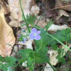 Germander Speedwell thumbnail 3