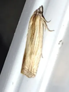 Eucosma radiatana thumbnail 3
