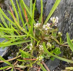 greenland cochlearia thumbnail 2