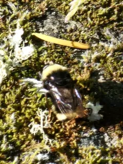 American Pocota thumbnail 2