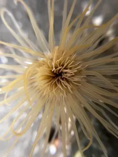 Northern Cerianthid thumbnail 4