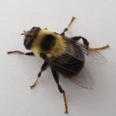 Orange-legged Drone Fly thumbnail 3