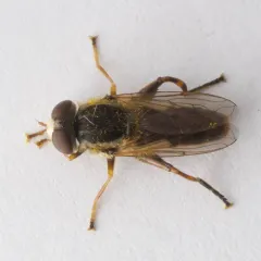 Two-lined Swamp Fly thumbnail 2