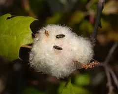 Acmaeodera tubulus thumbnail 4