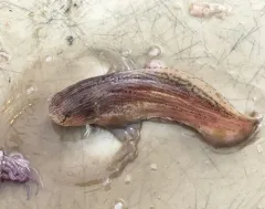 Showy Snailfish thumbnail 2
