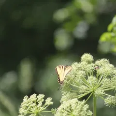 Eastern Tiger Swallowtail thumbnail 2