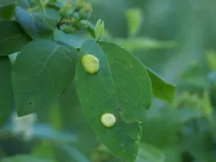 Exobasidium maculosum thumbnail 2