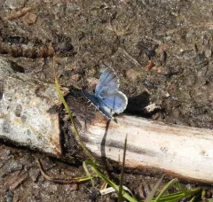 Arrowhead Blue thumbnail 3