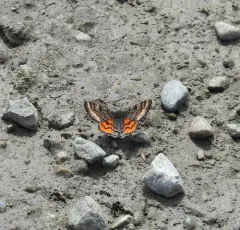 Red-winged Wave Moth thumbnail 3