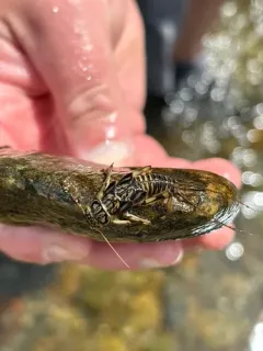 Beautiful Stone thumbnail 2