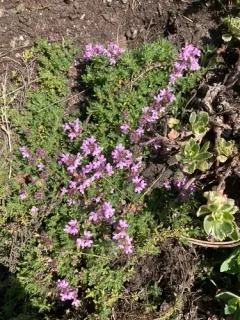Mother of Thyme thumbnail 3