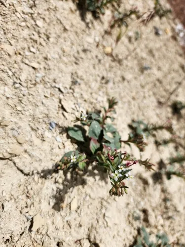 dwarf suncup