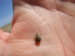 Philopedon plagiatum thumbnail 3