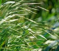 California brome thumbnail 3
