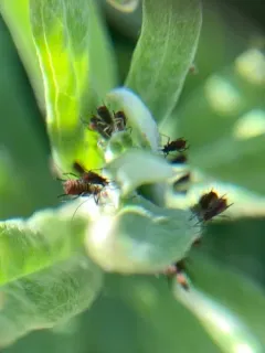 Pearly Everlasting Aphid thumbnail 3