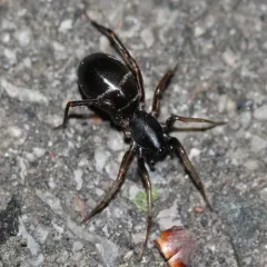 Two-banded Ant-mimic Sac Spider thumbnail 1