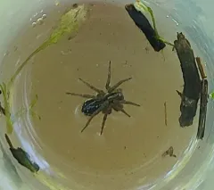 Pirate Otter Spider thumbnail 3