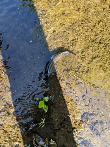 American Pickerel