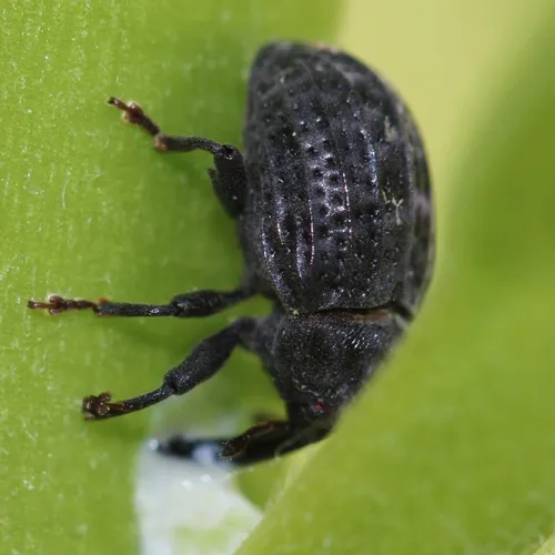 Milkweed Stem Weevil