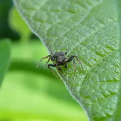 Eurasian Leaflitter Crab Spider thumbnail 3